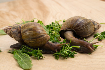 African achatina snails eats greens at home