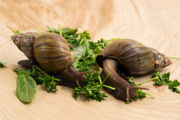 African achatina snails eats greens at home