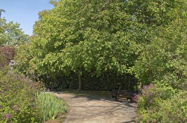 Spring in the park - benches in the shade of trees
