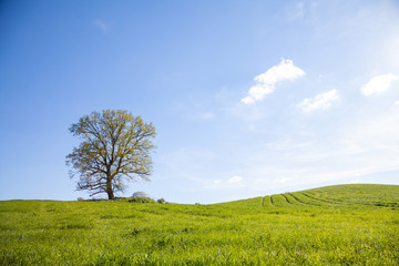 Obraz premium Baum auf einer Wiese