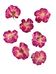 dry delicate rose pressed flowers isolated on white