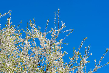 Flowers of the cherry blossoms on a spring day