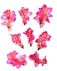 Pressed and dry pink zigokactus schlumbergera isolated