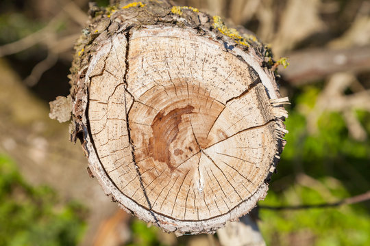 Gef&auml;llter Baum