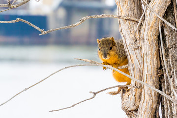Fototapeta premium A squirrel on a tree in a January afternoon in an American city.