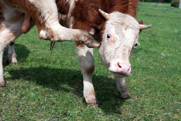 Pet - cow scrambling behind the ear in the grazing fortification, Czech Republic
