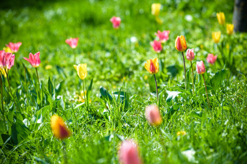 Beautiful tulips in the garden