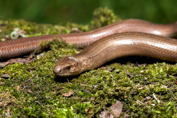 Slow worm (Anguis colchica) from Czech Republic.