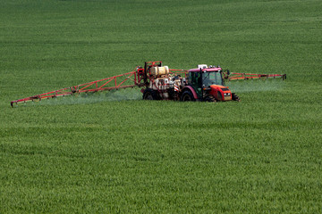 Tractor spraying pesticides on big green field with young grain