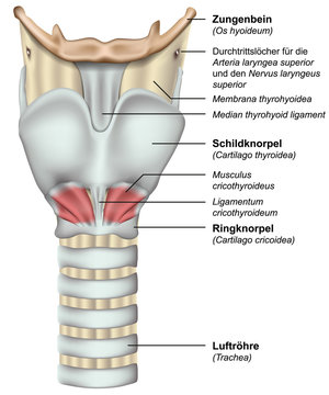 Anatomie Kehlkopf mit deutsch lateinischer Beschreibung, vektor illustration