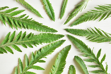 green shaggy carved plant leaves