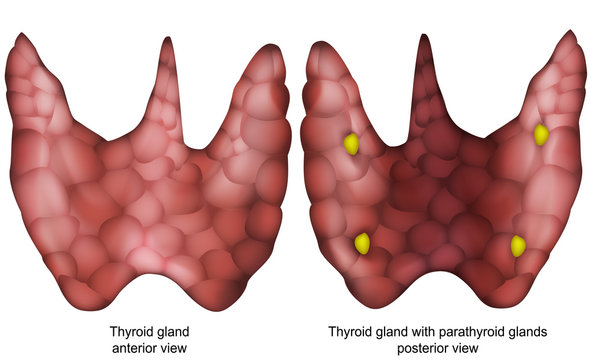 Anatomy thyroid gland and parathyroid glands, Anatomie Schilddr&uuml;se und Nebenschilddr&uuml;se
