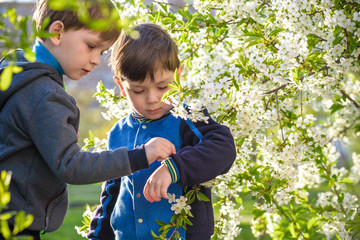 Two cute children, boy brothers, walking in a spring cherry blossom garden, holding flowers and book