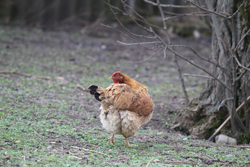 Geese on the loose...