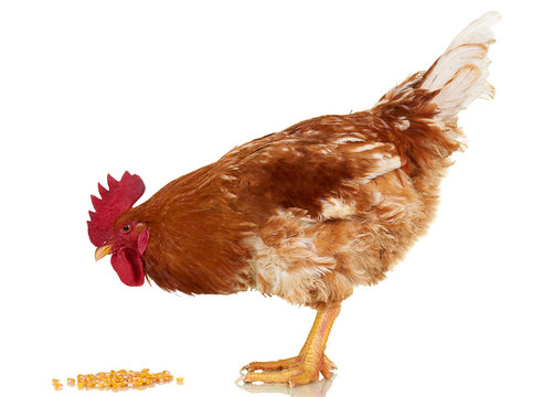 Rooster on white background, isolated object, live chicken, one closeup farm animal