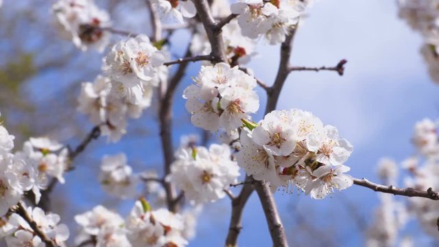 A flowering apricot tree. Insects pollinate the flowers. Footage clip 4K, UHD, Ultra HD