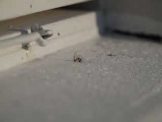 Tote Spinne (L. Araneae)  auf einem Fensterbrett im Winter