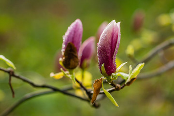 Macro blooming magnolia on a  branch