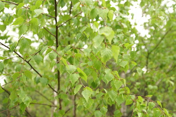 natural background - young green leaves of birch tree close up in spring forest