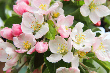 Beautiful flowering apple tree branch 