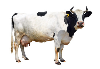 Spotted black and white cow full length isolated on white. Funny cute cow isolated on white. Cow,...