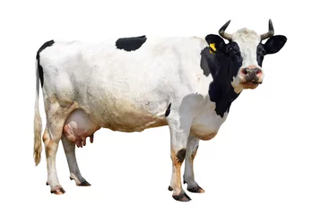 Foto op Canvas Gevlekte zwart-witte koe volledige lengte geïsoleerd op wit. Grappige schattige koe geïsoleerd op wit. Koe, staande ten voeten uit voor witte achtergrond en kijkend naar de camera. Boerderijdieren. © esvetleishaya