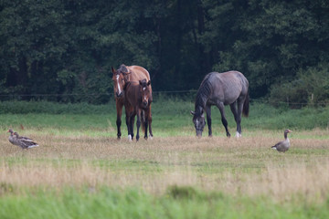 Pferde an der Müritz