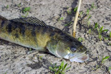 Carnivorous fish head with sharp teeth