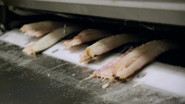 Fish Processing Plant. Pieces of Raw Cool Salmon Coming Out of Machine, Sliding Down Slow