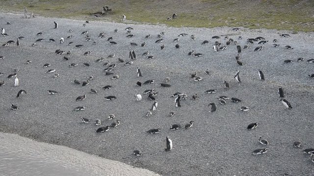 Magellanic Penguins in Beagle channel (Patagonia, Argentina) Spheniscus Magellanicus