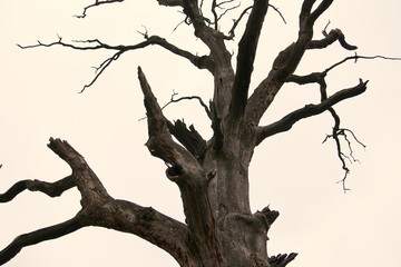 old dry tree isolated on white background
