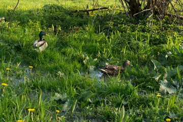 Ducks on meadow. Slovakia
