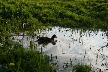 Ducks on meadow. Slovakia