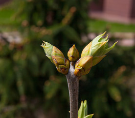 Russia, Moscow, spring. Swollen green buds on the lilac bushes.