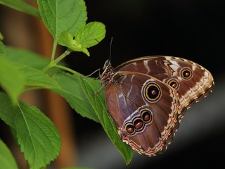 Peleides blue morpho (emperor) (Morpho peleides) on the leaf.