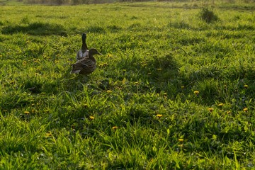 Ducks on meadow. Slovakia