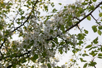 Spring tree flowering white blooming tree. Slovakia