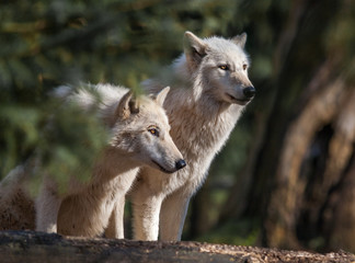 pair of wolves