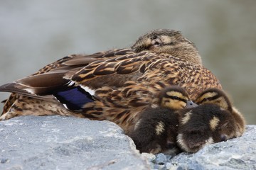 Two ducklings (Anas platyrhynchos) with their mom.