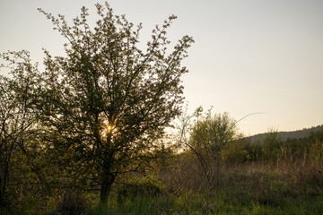 Obraz na płótnie Canvas tree in sunset