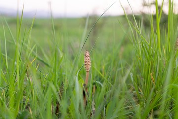 Flowers and plants. Slovakia