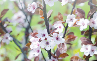 Beautiful flowers on a tree branch. Spring Background. Blossom tree
