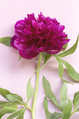 Purple peony