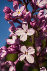 Fototapeta na wymiar Lilac flowers (Syringa vulgaris)