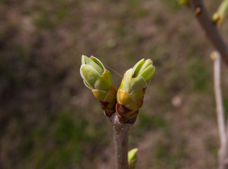 Russia, Moscow, spring. Swollen green buds on the lilac bushes.