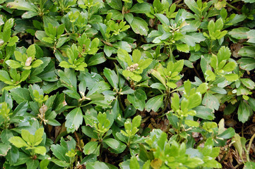 Fototapeta premium New Haven Greenery 