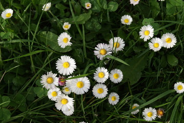 Summer background with spring field daisies and Chamomile .