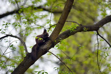 Cute squirrel (Sciurus vulgaris) on a tree branch