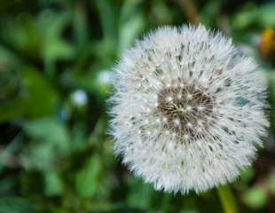 Fluffy dandelion in green grass