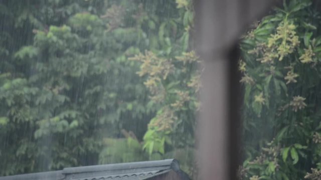 Heavy tropical rainfall in the rainforest. Tioman Island, Malaysia.